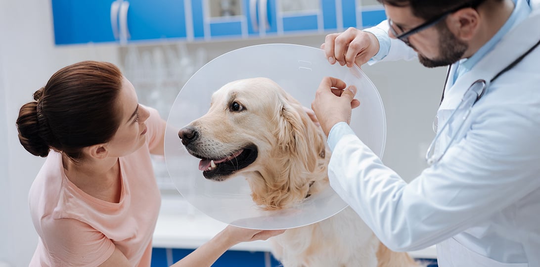 Perro tras esterilización, recuperándose