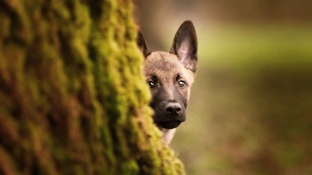 Perro en un bosque del sur de Chile