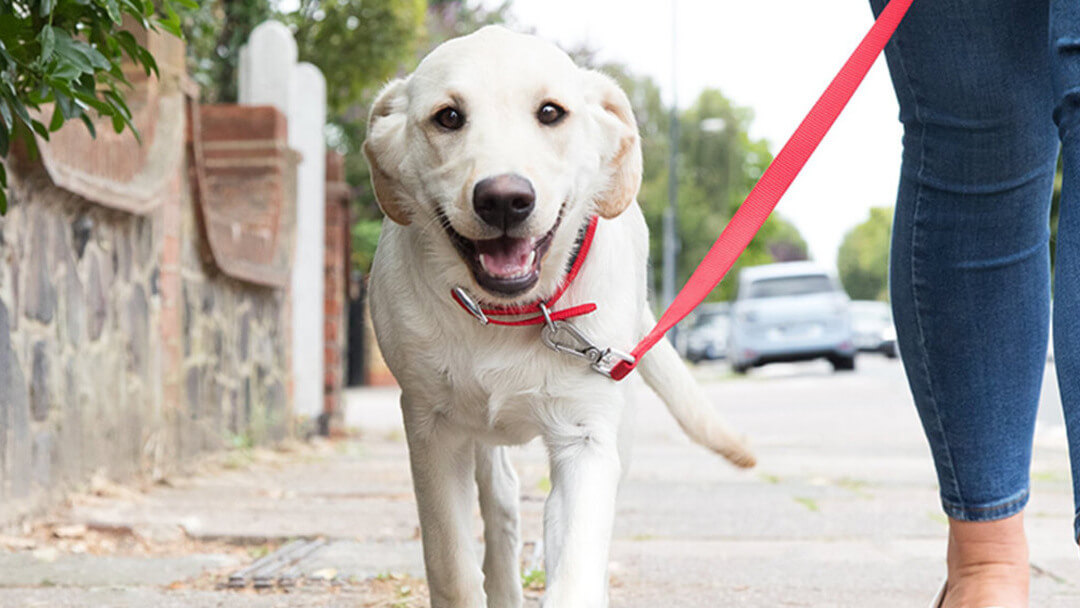 Perro paseando con correa