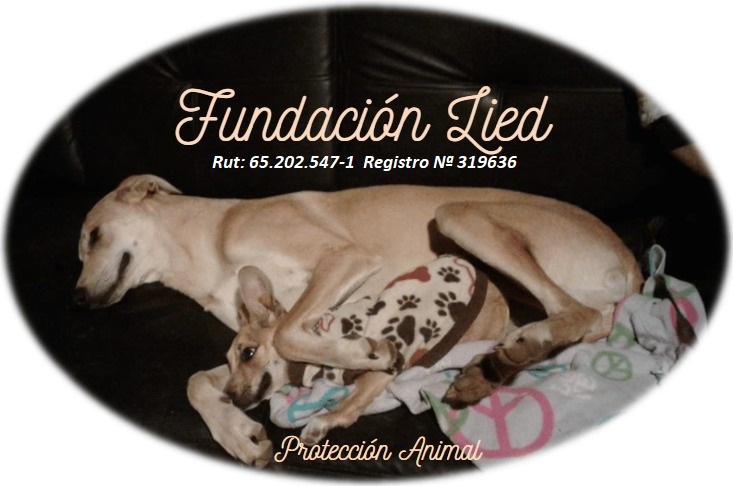 Fundación Lied
