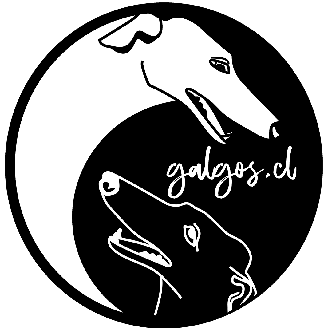 Galgos Chile
